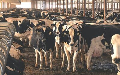 What Is Your Dairy Farm Really Worth? It’s More Than Acres and Buildings
