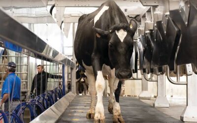 The Future of Dairy Farming: Bigger Isn’t Always Better